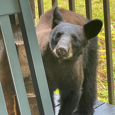Вилла Bears Among Us Гатлинбург Экстерьер фото