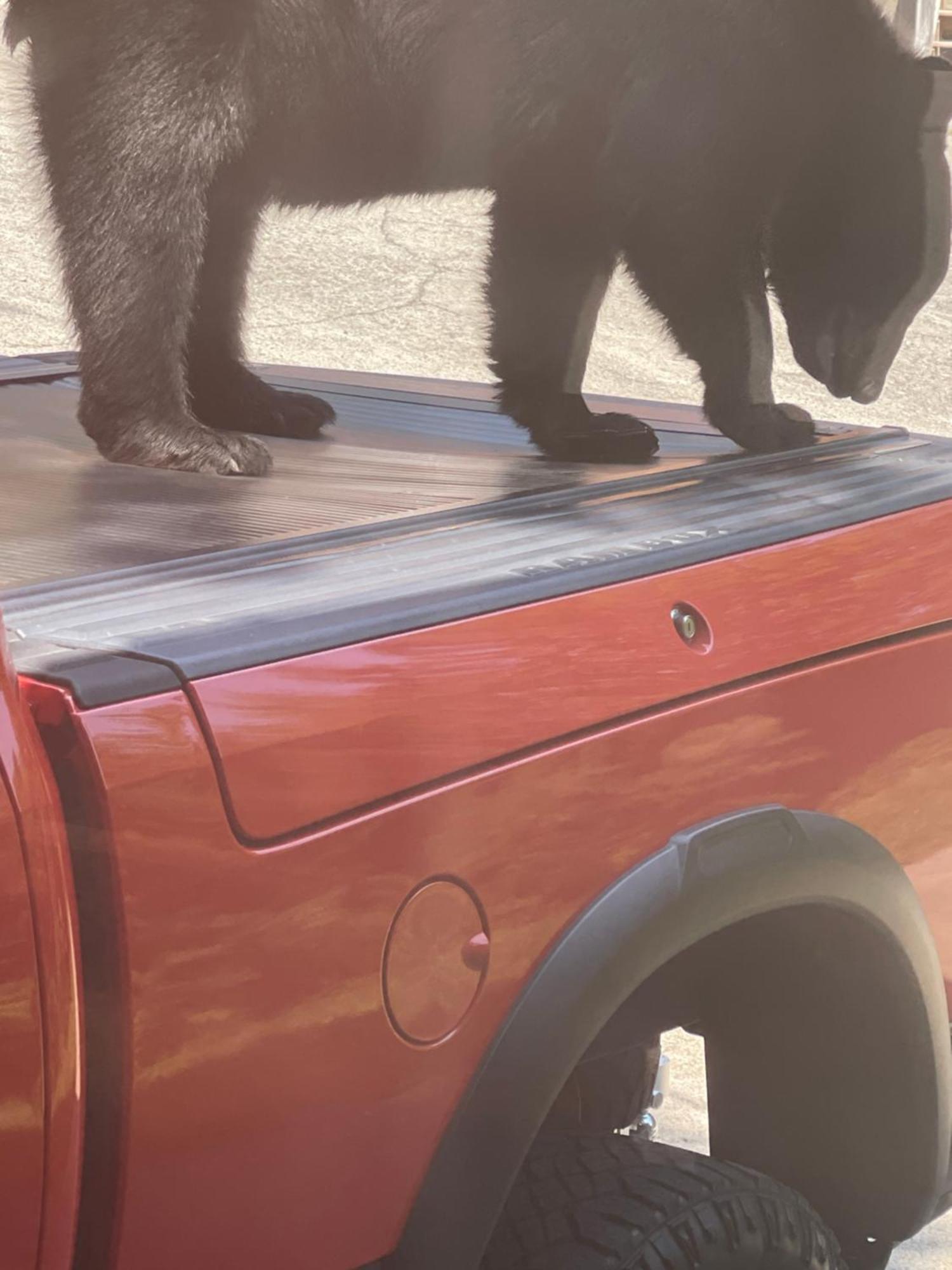 Вилла Bears Among Us Гатлинбург Экстерьер фото
