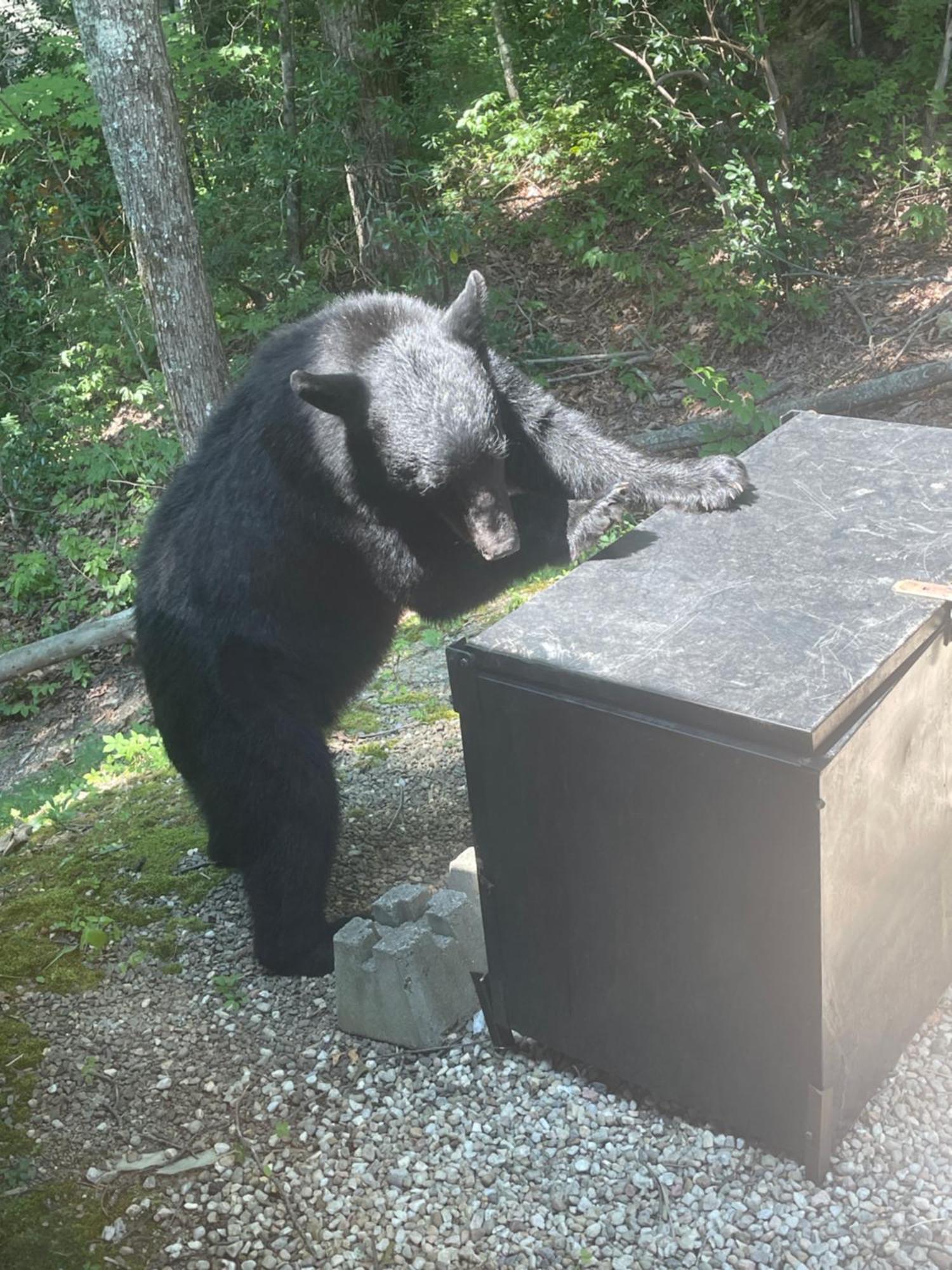 Вилла Bears Among Us Гатлинбург Экстерьер фото