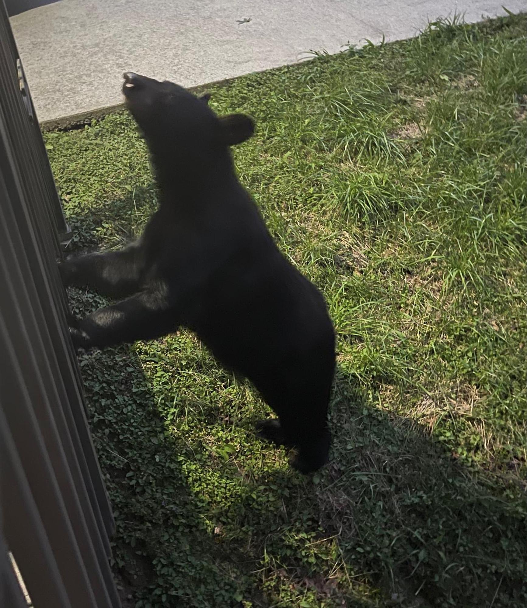 Вилла Bears Among Us Гатлинбург Экстерьер фото